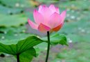 Sen tĩnh tại giữa bùn nhơ như lòng người tĩnh lặng Đóa sen năm ấy chay mộc